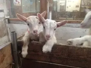 Ferme La Galaxie