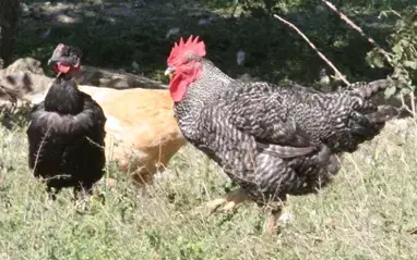 Les Volailles de la Gourinière